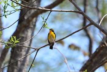 Narcissus Flycatcher Yanagisawa Pass Mon, 5/13/2019