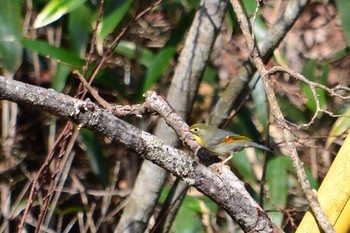 ソウシチョウ 柳沢峠 2019年5月13日(月)