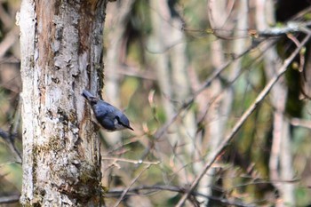 ゴジュウカラ 柳沢峠 2019年5月13日(月)