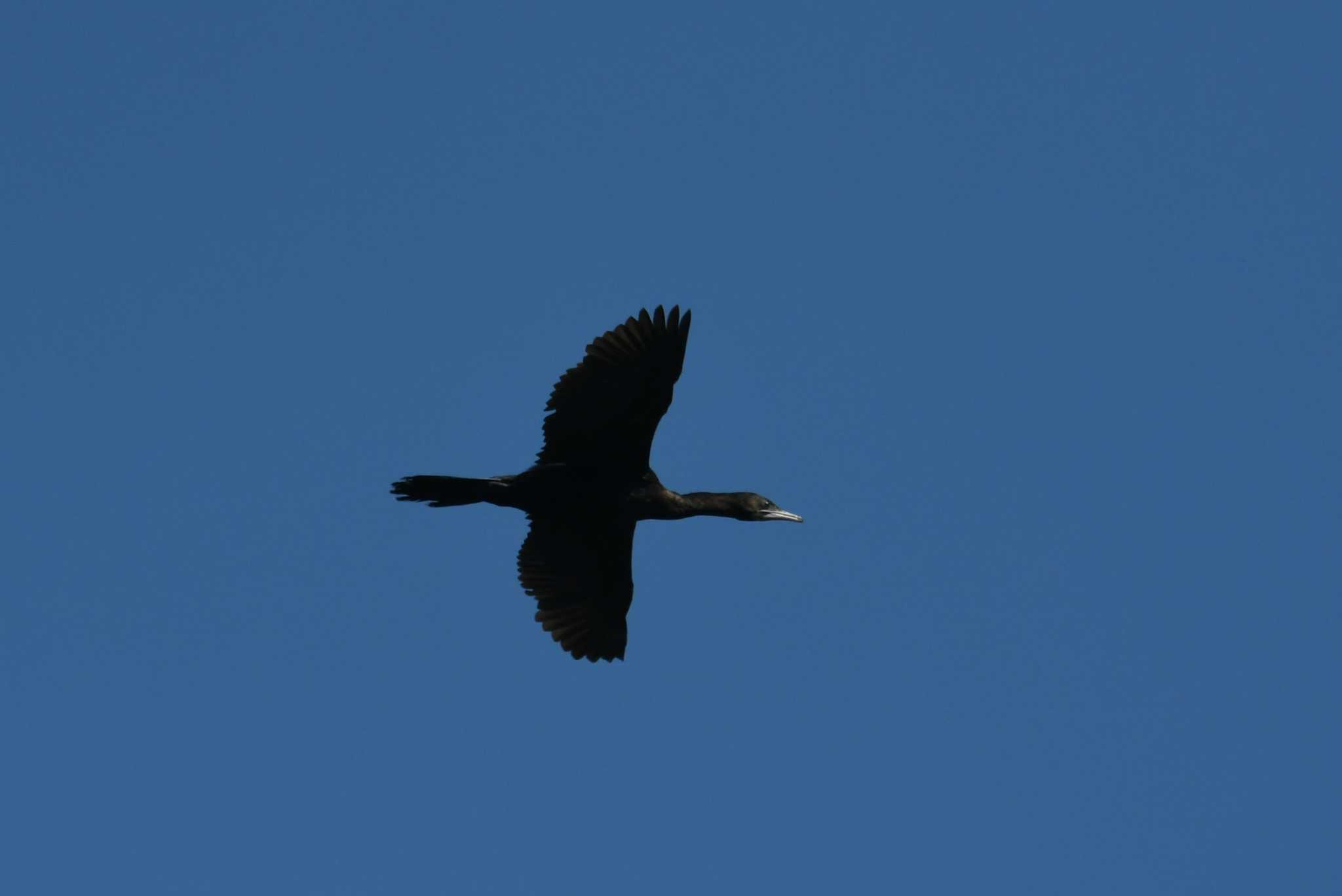 Photo of Little Cormorant at タイ by あひる