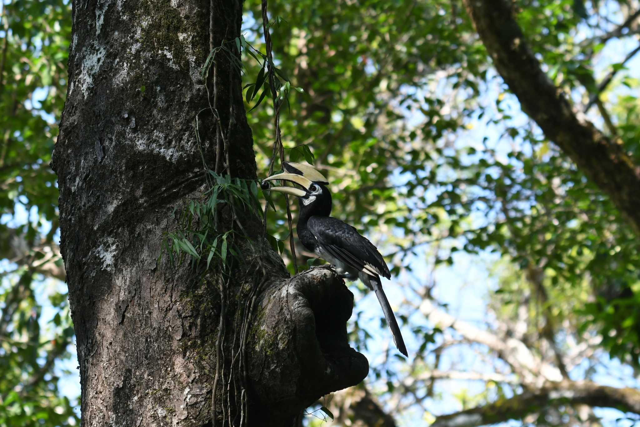 Photo of Oriental Pied Hornbill at タイ by あひる