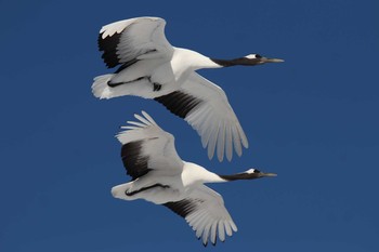 Red-crowned Crane Tsurumidai Mon, 2/11/2019