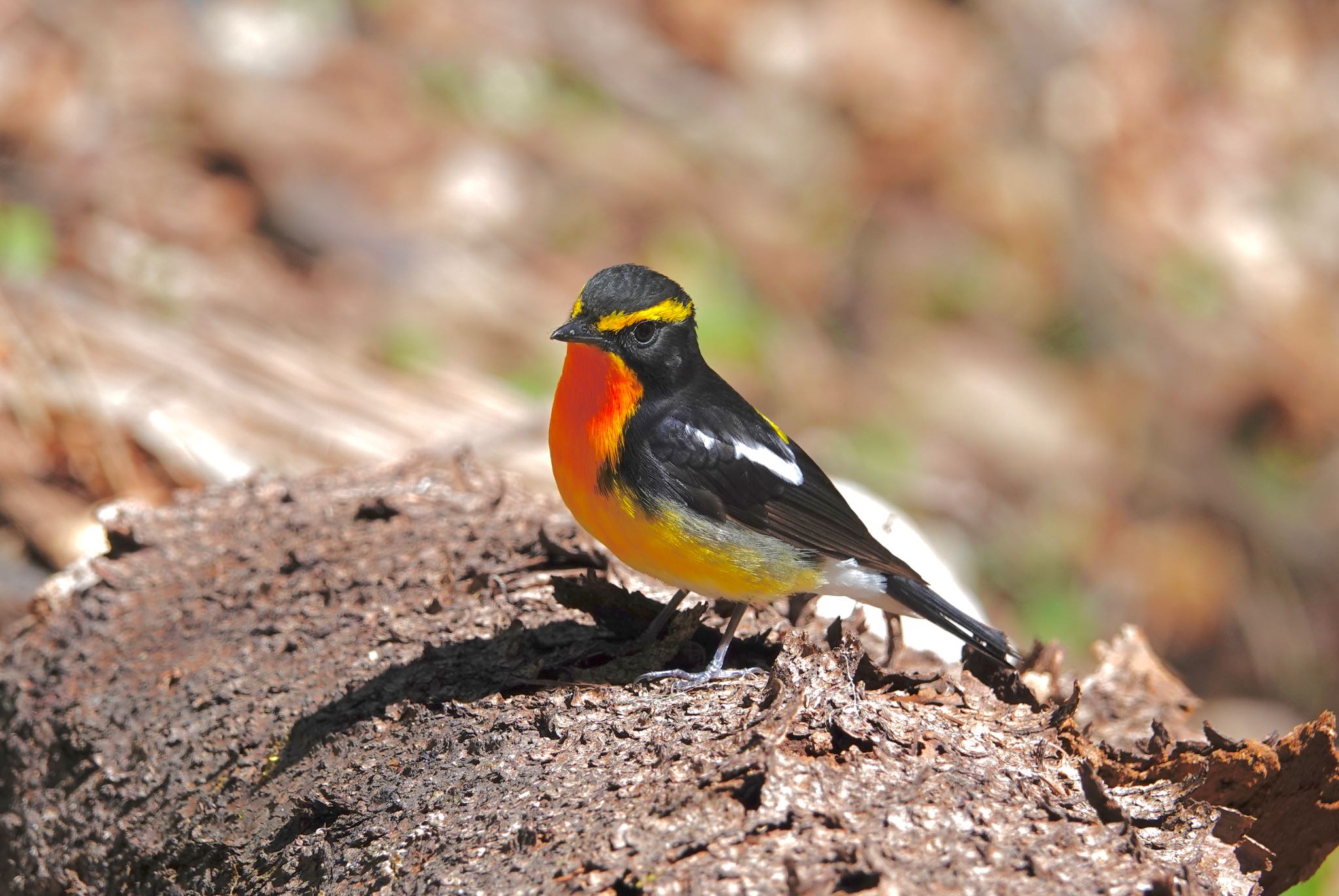 Narcissus Flycatcher