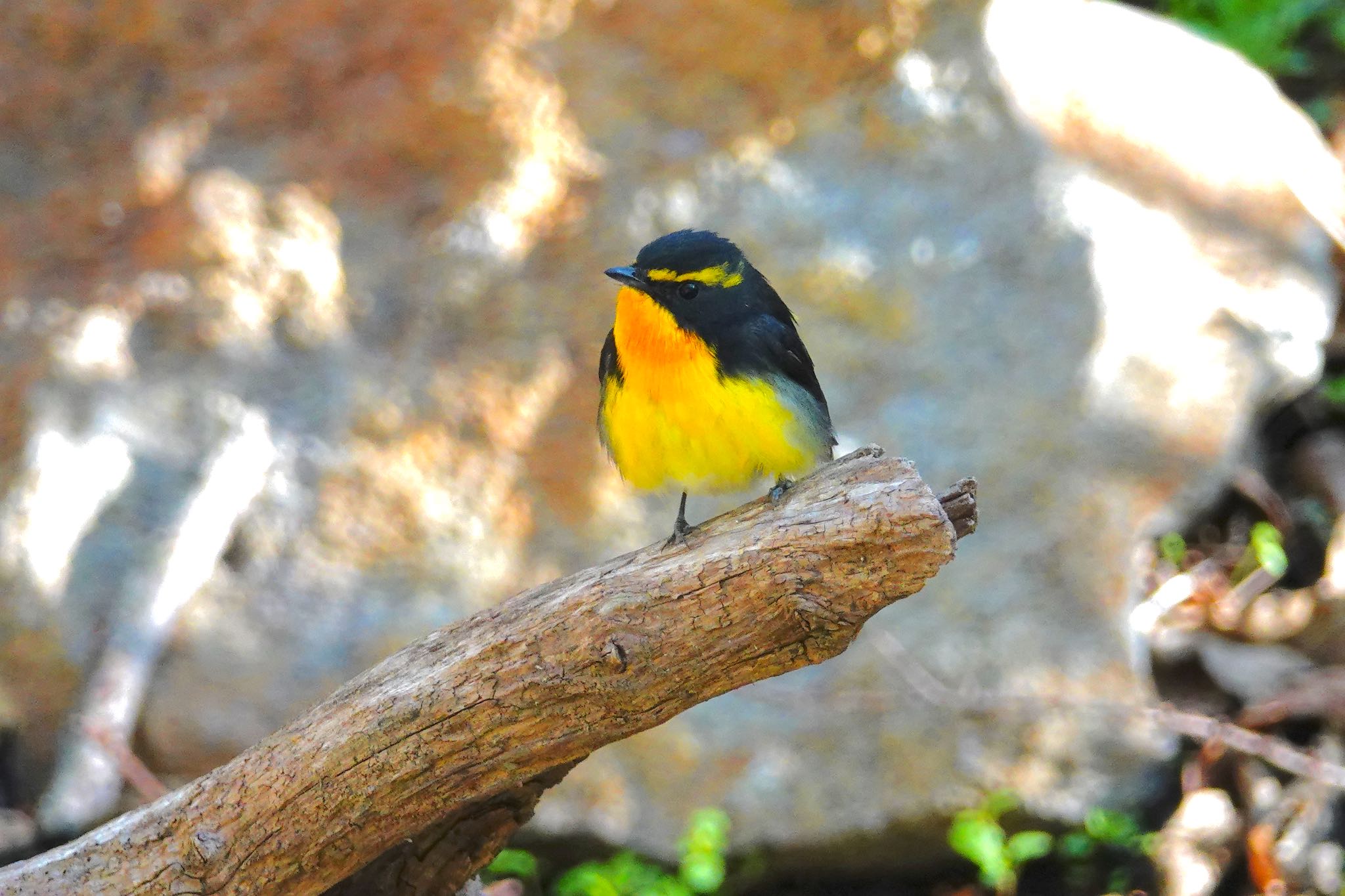 Photo of Narcissus Flycatcher at Karuizawa wild bird forest by のどか