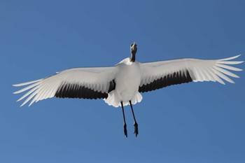 タンチョウ 鶴見台 2019年2月11日(月)