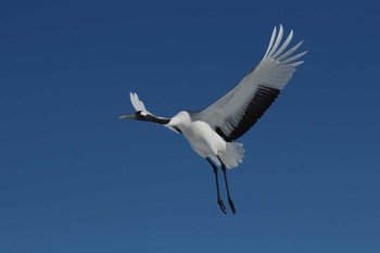 Red-crowned Crane Tsurumidai Sun, 2/10/2019