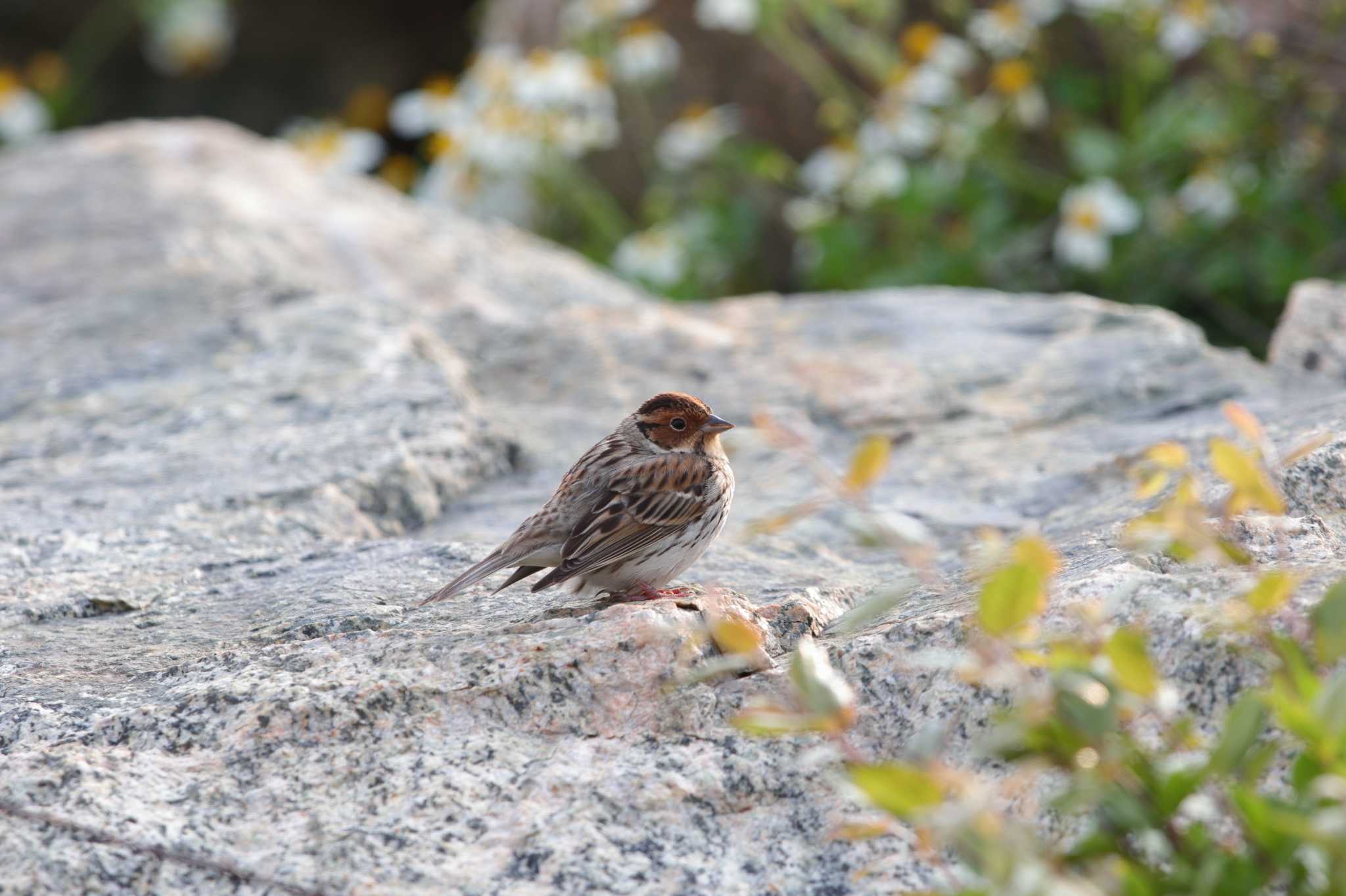 Photo of Little Bunting at 馬祖列島(台湾 北竿) by Hatamoto Akihiro