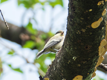 シジュウカラ 東京大学附属植物園 2019年5月12日(日)