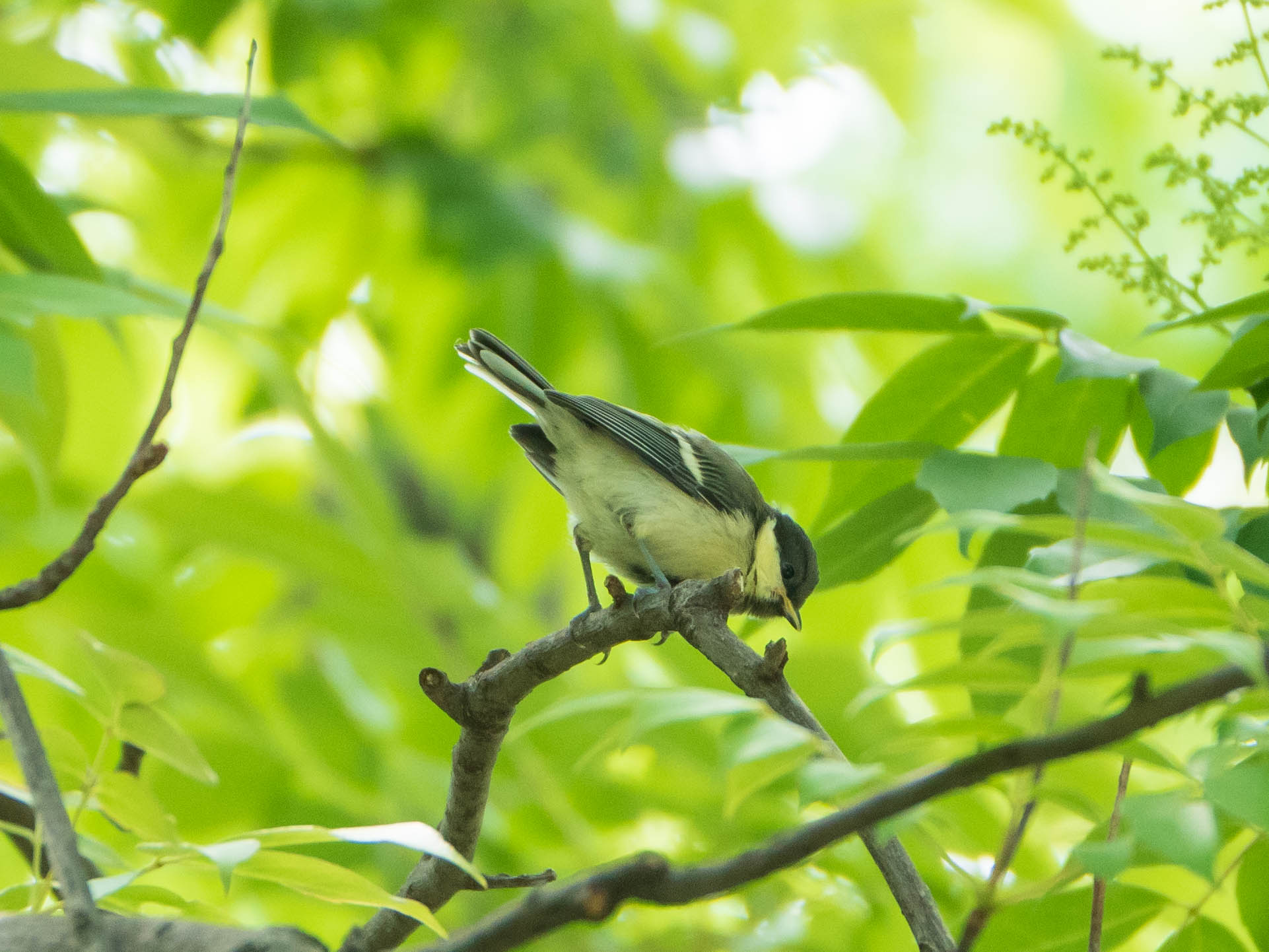 シジュウカラ