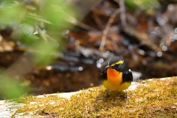 キビタキ 軽井沢野鳥の森 2019年5月3日(金)