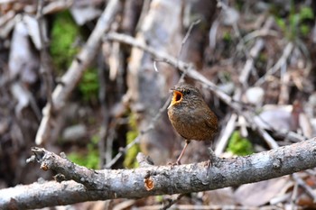 ミソサザイ 軽井沢野鳥の森 2019年5月3日(金)