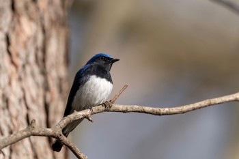 オオルリ 軽井沢野鳥の森 2019年5月3日(金)