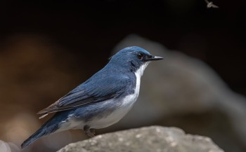 コルリ 軽井沢野鳥の森 2019年5月12日(日)