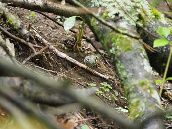 Goldcrest Hinohara Tomin no mori Tue, 5/14/2019