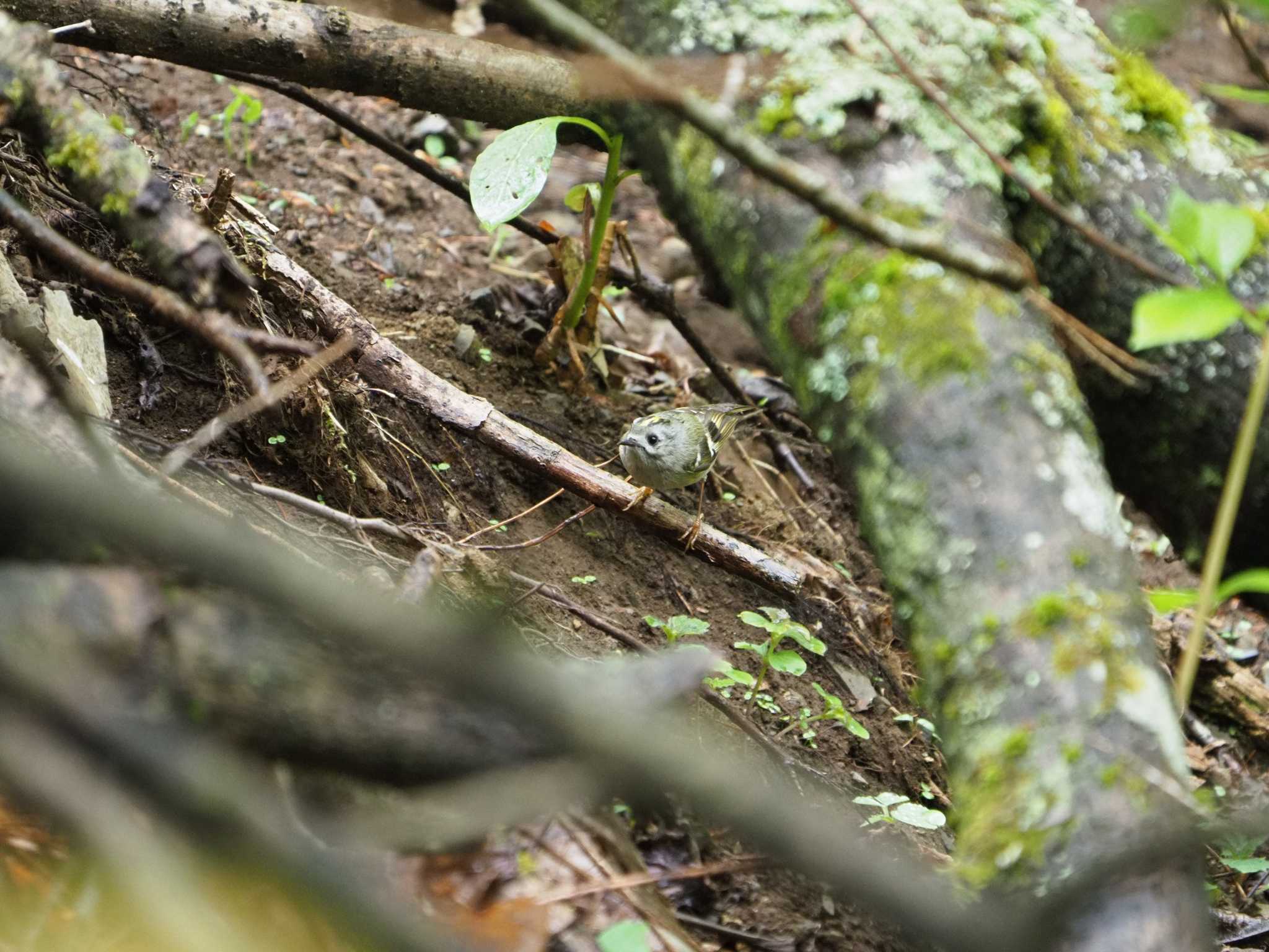 Photo of Goldcrest at Hinohara Tomin no mori by ふなきち