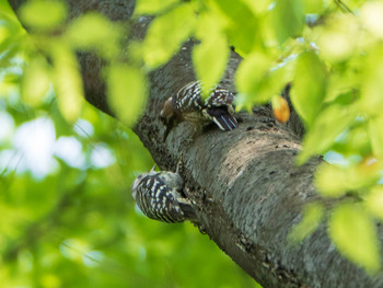 2019年5月12日(日) 六義園の野鳥観察記録