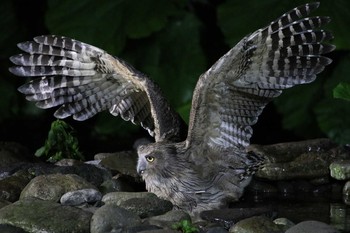 民宿 鷲の宿 羅臼 の野鳥情報 バードウォッチングならzoopicker