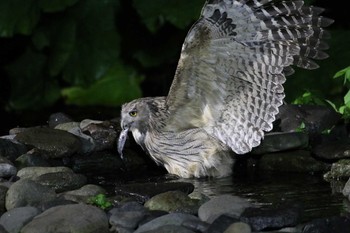 Blakiston's Fish Owl 民宿 鷲の宿(羅臼) Sat, 6/30/2018