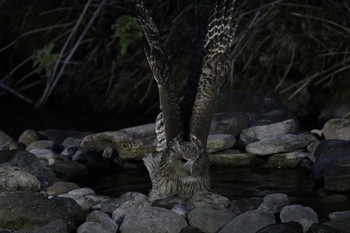 Blakiston's Fish Owl 羅臼　鷲の宿 Mon, 4/30/2018