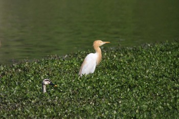 Eastern Cattle Egret 兵庫県伊丹市 Sat, 5/11/2019