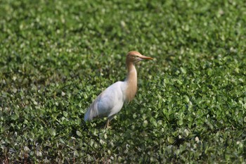 Eastern Cattle Egret 兵庫県伊丹市 Sat, 5/11/2019