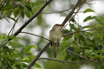 Oriental Reed Warbler Mizumoto Park Tue, 5/14/2019