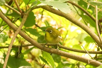 メジロ 三ツ池公園(横浜市鶴見区) 2019年5月13日(月)