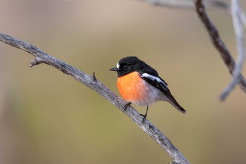 Scarlet Robin Lions Dryandra Woodland Village Tue, 4/30/2019