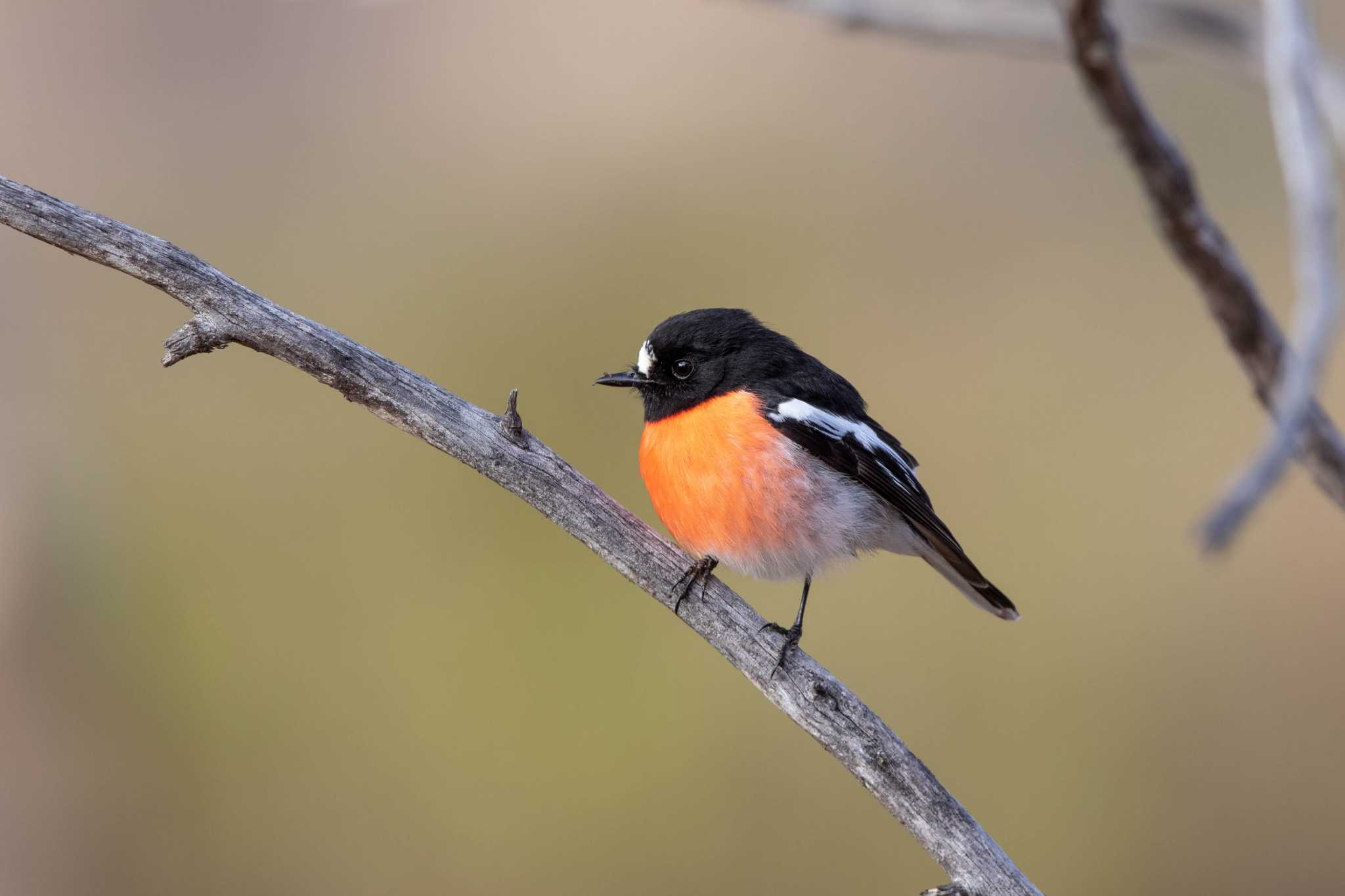 Photo of Scarlet Robin at Lions Dryandra Woodland Village by Trio