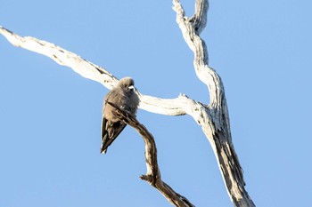 Dusky Woodswallow Lions Dryandra Woodland Village Tue, 4/30/2019