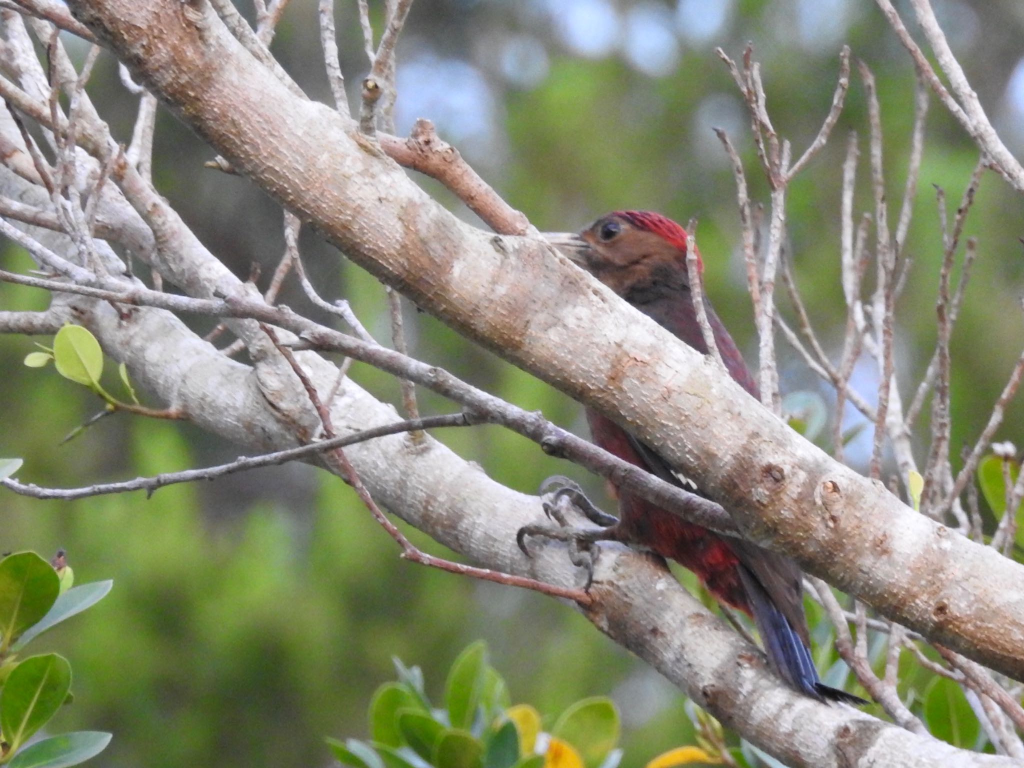 Photo of Okinawa Woodpecker at 国頭村林道 by あやぱに