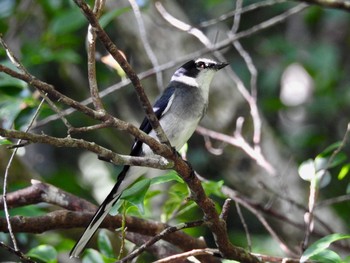 2019年5月15日(水) 国頭村林道の野鳥観察記録