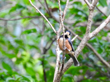 Varied Tit(amamii) 国頭村林道 Wed, 5/15/2019