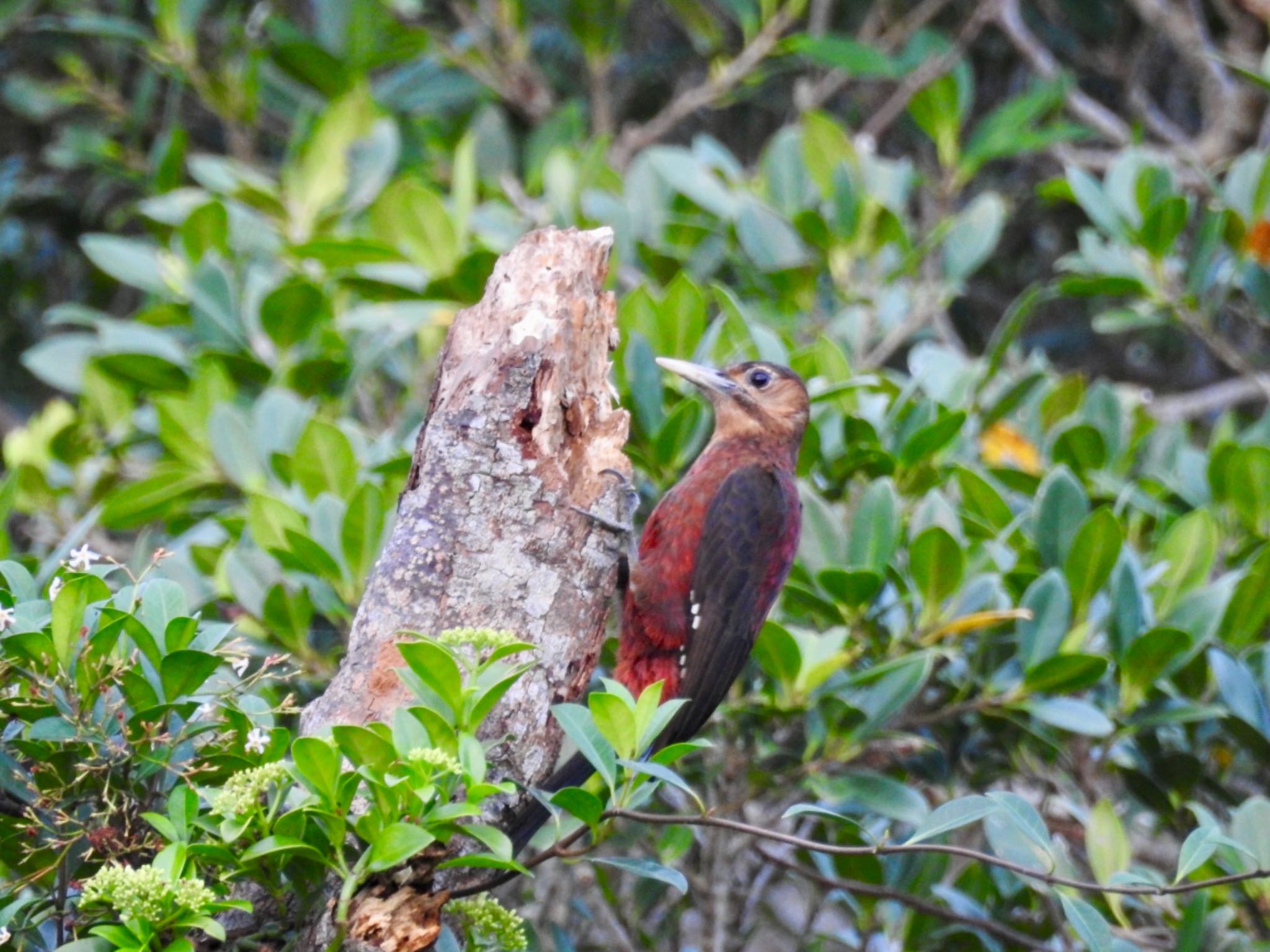 Photo of Okinawa Woodpecker at 国頭村林道 by あやぱに