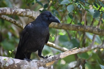 Large-billed crow(connectens) 国頭村林道 Wed, 5/15/2019