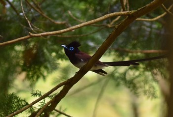 サンコウチョウ 場所が不明 2019年5月15日(水)