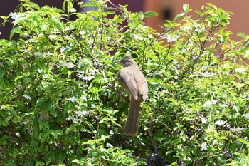 Streak-eared Bulbul Krua Rommai Mon, 2/25/2019