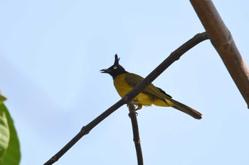 Black-crested Bulbul Krua Rommai Mon, 2/25/2019