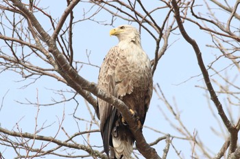 White-tailed Eagle 網走川 Thu, 3/29/2018