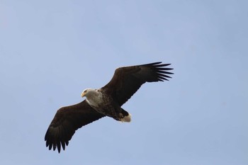 White-tailed Eagle 風連湖 Mon, 3/25/2019