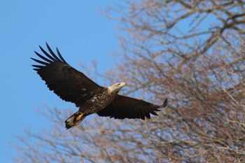 White-tailed Eagle 網走川 Tue, 3/26/2019