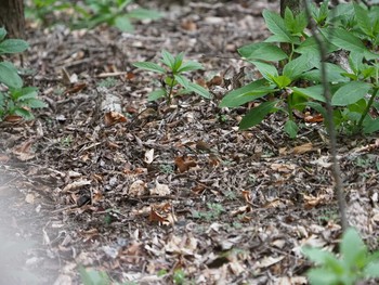 2019年4月29日(月) 檜原都民の森の野鳥観察記録