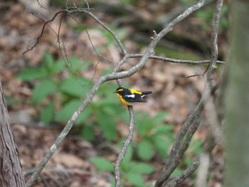 Narcissus Flycatcher Hinohara Tomin no mori Mon, 4/29/2019