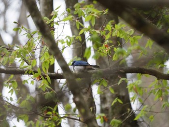 Blue-and-white Flycatcher Hinohara Tomin no mori Mon, 4/29/2019