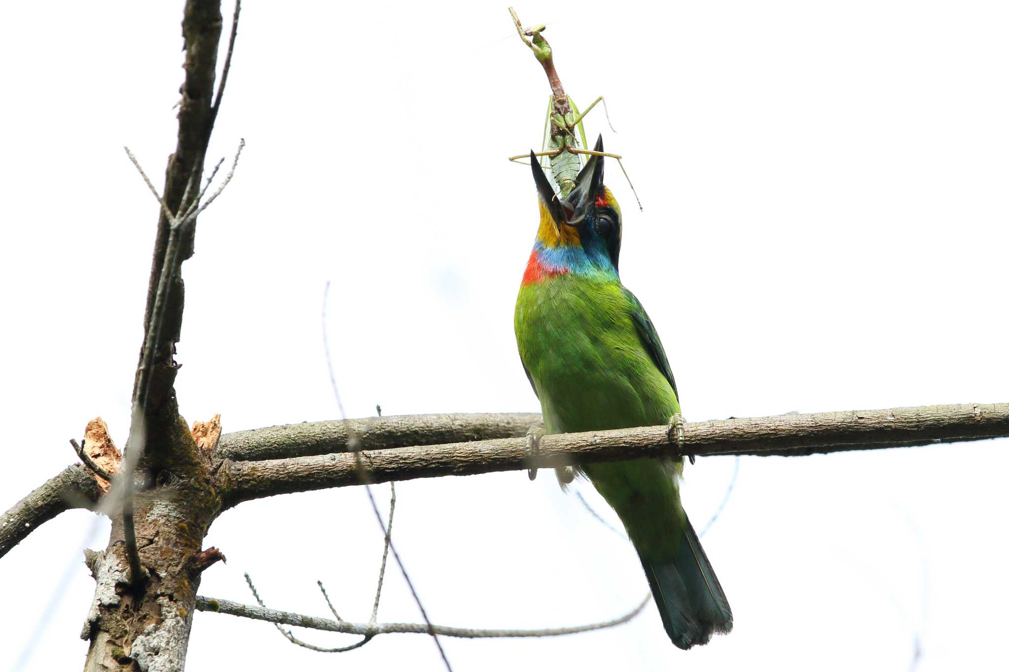 Photo of Taiwan Barbet at 台湾　宣蘭県　羅東 by Hatamoto Akihiro