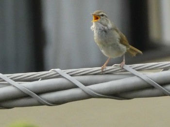 2019年5月15日(水) 町田市の野鳥観察記録