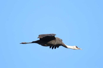 Hooded Crane Izumi Crane Observation Center Sat, 1/12/2019