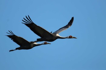 White-naped Crane Izumi Crane Observation Center Sat, 1/12/2019