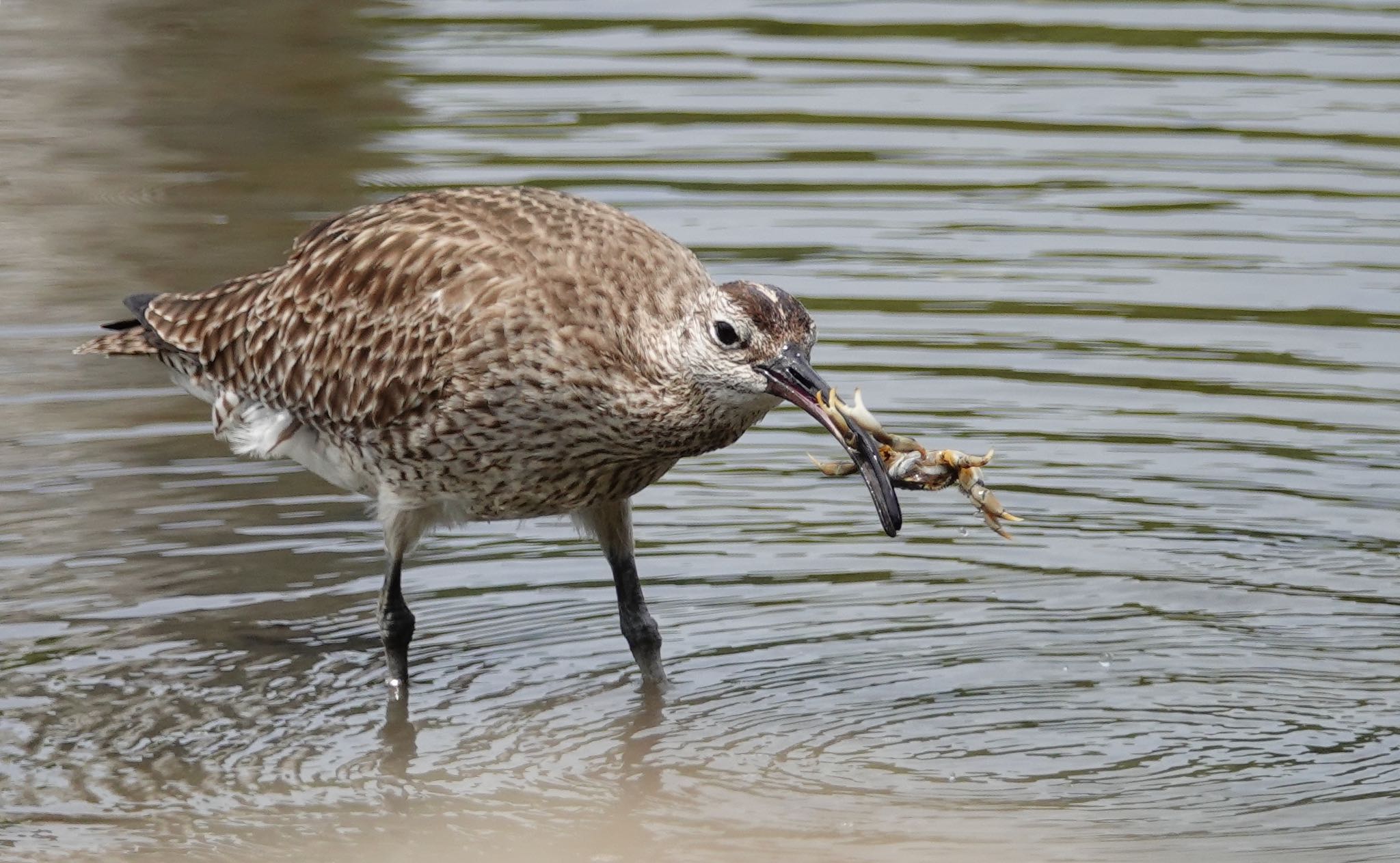 Eurasian Whimbrel