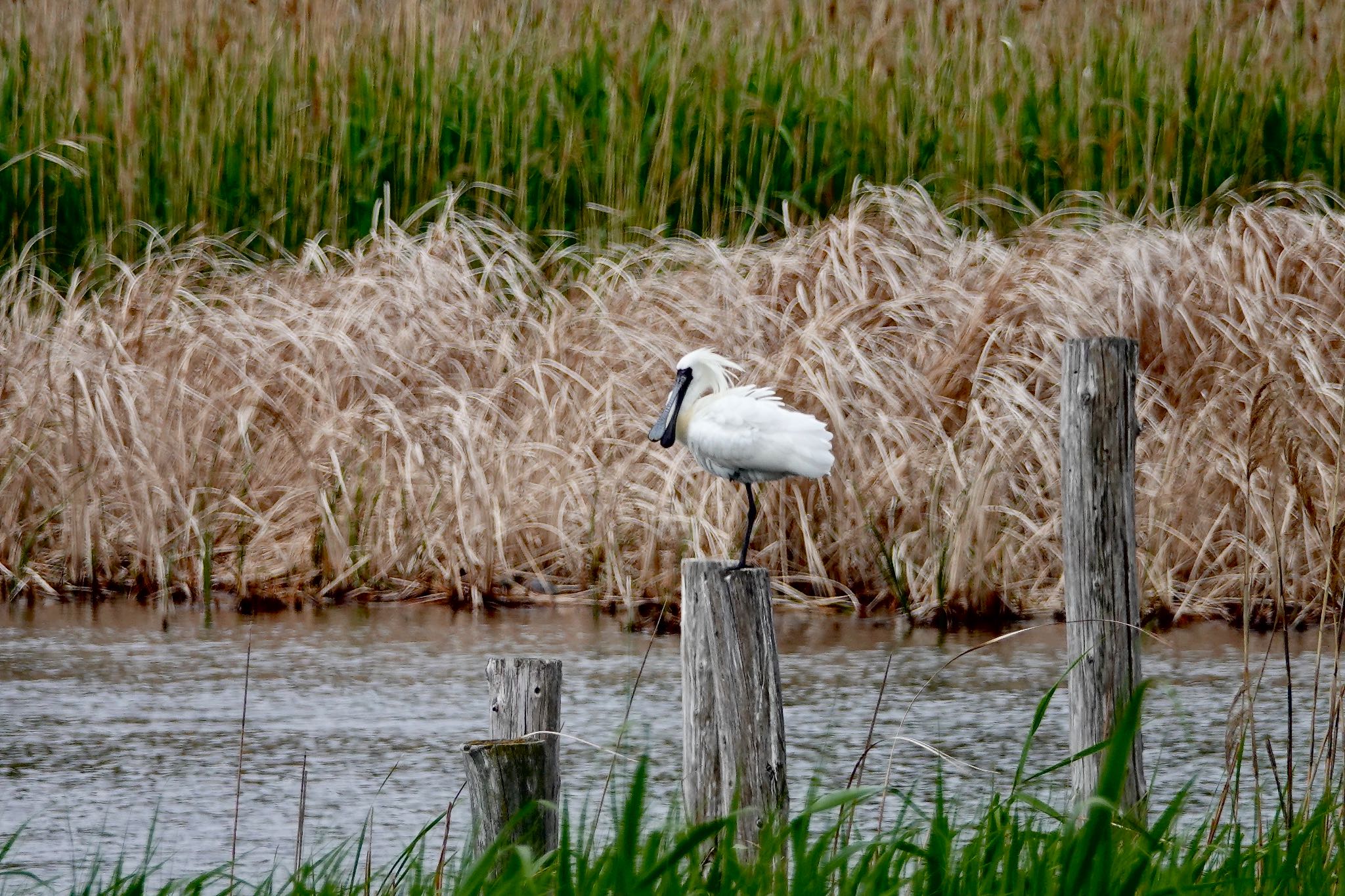 Black-faced Spoonbill